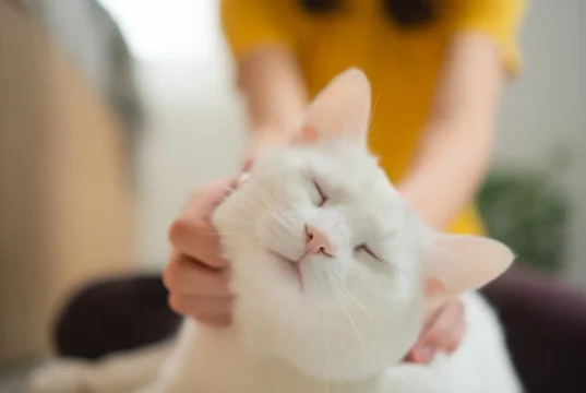 Cientistas dizem que gatos domésticos podem ajudar a descobrir novos tratamentos contra o câncer em humanos