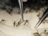 A guerra do Google contra os mosquitos: 32 milhões de homens estéreis contra vírus (e dilemas éticos)