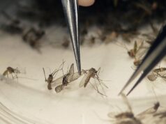 A guerra do Google contra os mosquitos: 32 milhões de homens estéreis contra vírus (e dilemas éticos)