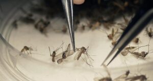 A guerra do Google contra os mosquitos: 32 milhões de homens estéreis contra vírus (e dilemas éticos)