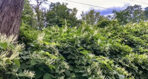 Meu vizinho deixou a knotweed japonesa se espalhar pelo meu jardim: Responder DEAN DUNHAM KC