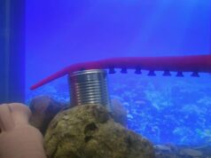 Do oceano, um polvo robô que também trabalha no mar: ventosas sensíveis para aderência sem danos