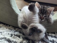 Segunda chance: a temporada de gatinhos está aumentando nos abrigos locais.