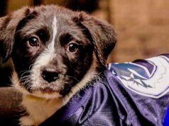‘Stanley Pup’ 2026: Qual cachorro será nomeado primeiro…