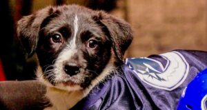‘Stanley Pup’ 2026: Qual cachorro será nomeado primeiro…