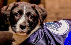 ‘Stanley Pup’ 2026: Qual cachorro será nomeado primeiro…