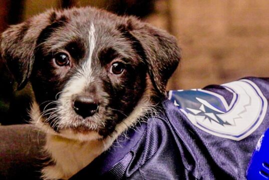 ‘Stanley Pup’ 2026: Qual cachorro será nomeado primeiro…