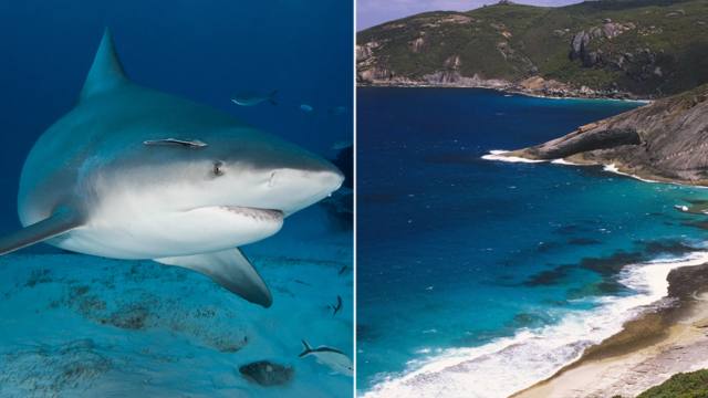 2-split-water-and-shark.png