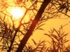 Professor de Clima: A umidade é um fator crucial na sensação de calor