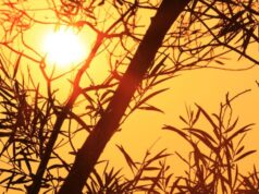 Professor de Clima: A umidade é um fator crucial na sensação de calor