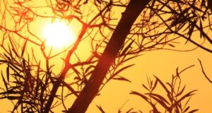 Professor de Clima: A umidade é um fator crucial na sensação de calor