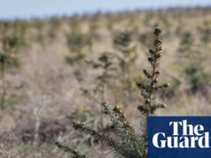 Árvores com incentivos fiscais: como as florestas são uma reserva de riqueza para os ricos | Evasão fiscal