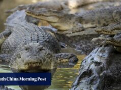 Ataques mortais de crocodilos na Indonésia destacam a destruição do habitat.