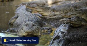 Ataques mortais de crocodilos na Indonésia destacam a destruição do habitat.