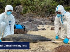 Atividades humanas ligadas a 4 das 29 mortes de cetáceos nas águas de Hong Kong: relatório