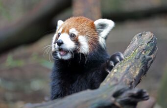 O Zoológico de Nashville está liderando a luta contra um mega data center de IA – mais de 375.000 petições apresentadas contra um edifício de 69.000 pés quadrados destinado a abrigar animais.