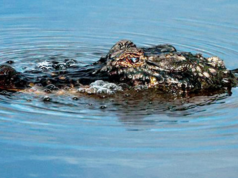 Um homem da Louisiana sobrevive a um acidente, cai em um pântano e é atacado diretamente por um crocodilo