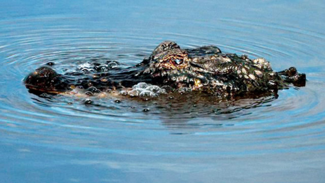 Alligator-1781388689534_d.png