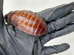 Mais de 100.000 baratas ilegais apreendidas na maior apreensão de invertebrados da Austrália