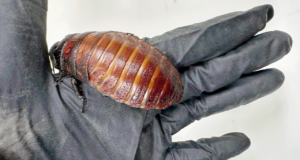 Mais de 100.000 baratas ilegais apreendidas na maior apreensão de invertebrados da Austrália