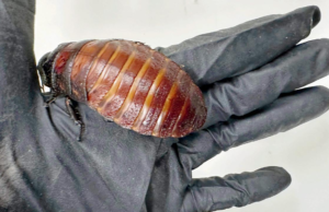 Mais de 100.000 baratas ilegais apreendidas na maior apreensão de invertebrados da Austrália