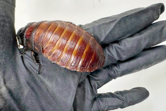 Mais de 100.000 baratas ilegais apreendidas na maior apreensão de invertebrados da Austrália