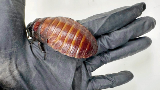 Cockroach-1780669683714_d.png