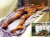 Cientistas transformam fermento encontrado em intestinos de múmias antigas em pão de massa fermentada “realmente delicioso”