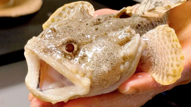 Fish-ocean-1780671816941_d.png