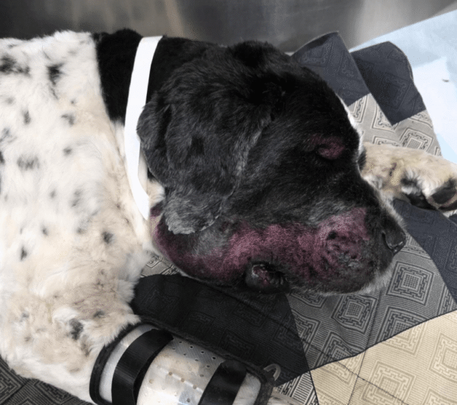 Cachorro de Portland sobrevive à picada ‘violenta’ de cascavel após caminhar no desfiladeiro do rio Columbia