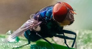 Não quero assustar ninguém, mas bicheiras carnívoras entraram nos EUA