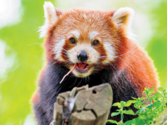Pandas vermelhos ameaçados de extinção chegaram a Taiwan na primeira troca de animais com a China em anos