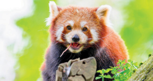 Pandas vermelhos ameaçados de extinção chegaram a Taiwan na primeira troca de animais com a China em anos