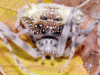 Uma nova espécie de aranha amazônica que imita fungos em uma descoberta inédita