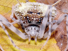Uma nova espécie de aranha amazônica que imita fungos em uma descoberta inédita