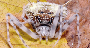 Uma nova espécie de aranha amazônica que imita fungos em uma descoberta inédita