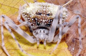 Uma nova espécie de aranha amazônica que imita fungos em uma descoberta inédita