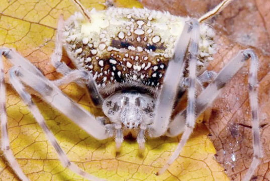 Uma nova espécie de aranha amazônica que imita fungos em uma descoberta inédita