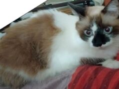 Eles procuram Amy, a gata desaparecida no bairro Lomas del Golf