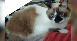 Eles procuram Amy, a gata desaparecida no bairro Lomas del Golf