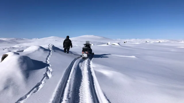 arctic-wildlife-rangers.webp.webp