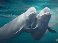 As belugas mudam constantemente de parceiros e isso pode salvar sua espécie