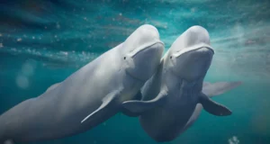 As belugas mudam constantemente de parceiros e isso pode salvar sua espécie