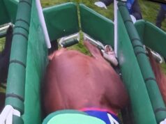 Caos no Epsom Derby enquanto os vencedores PERDEM dinheiro depois que o favorito Benvenuto Cellini é considerado não participante