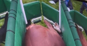 Caos no Epsom Derby enquanto os vencedores PERDEM dinheiro depois que o favorito Benvenuto Cellini é considerado não participante