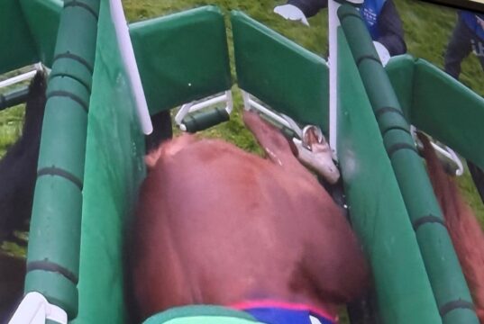 Caos no Epsom Derby enquanto os vencedores PERDEM dinheiro depois que o favorito Benvenuto Cellini é considerado não participante