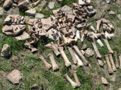 Mistério de 1.100 anos sobre os campos perdidos de caça de bisões em Montana finalmente resolvido