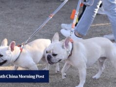 Hong Kong intensifica verificações de licenças para cães vadios e alerta proprietários sobre processo