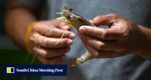 A proibição das importações imposta pela Malásia levou a indústria tailandesa de camarão ao limite.