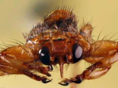 Esta mosca sugadora de sangue sacrifica sua visão depois de encontrar um hospedeiro
